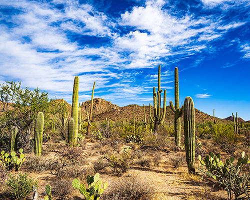 Saguaro Cacti